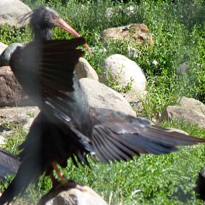 Waldrapp Ibis Sunbathing Club