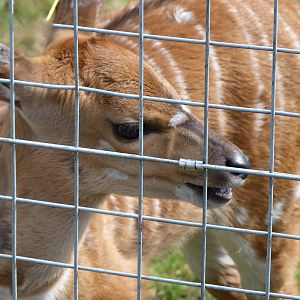 Nyala Calf