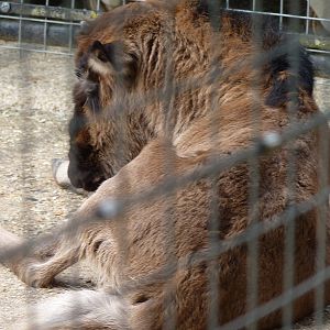 Layla the Black Wildebeest Calf