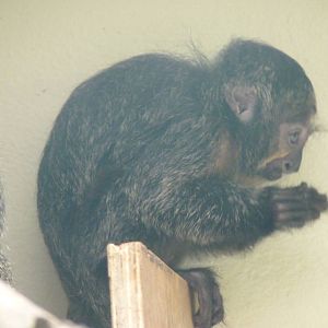 Young Saki Monkey
