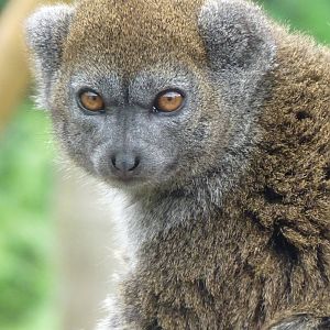 Alaotran Gentle Lemur