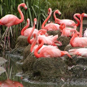 Caribbean Flamingos