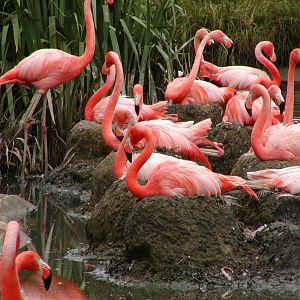Caribbean Flamingos