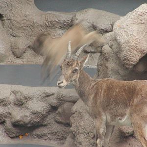 Dog and Cat Canyon - Spanish Ibex