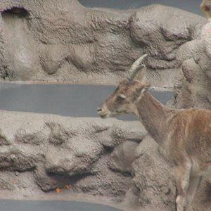Dog and Cat Canyon - Spanish Ibex