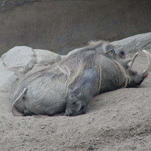 Dog and Cat Canyon - Southern Warthog