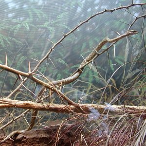 Monkey Trails and Forest Tales - Twig Snake