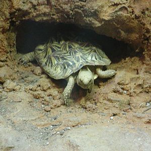 Monkey Trails and Forest Tales - Pancake Tortoise