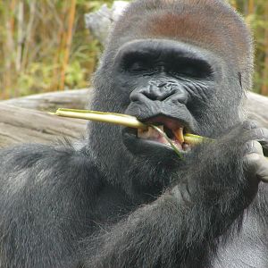 Gorilla Tropics - Western Lowland Gorilla