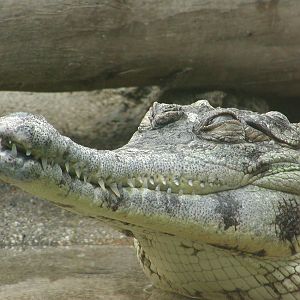 Monkey Trails and Forest Tales - Slender-Snouted Crocodile