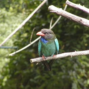 Owens Rainforest Aviary - Dollarbird