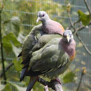Owens Rainforest Aviary - Pink-Necked Green Pigeon