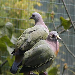 Owens Rainforest Aviary - Pink-Necked Green Pigeon