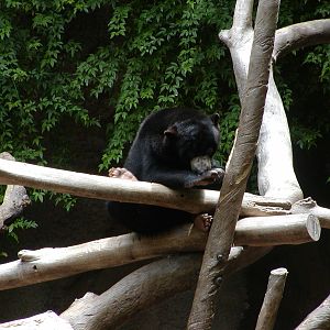 Sun Bear Forest - Bornean Sun Bear