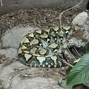 Tiger River - Reticulated Python