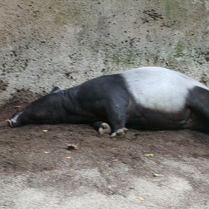 Tiger River - Malayan Tapir
