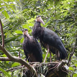 Tiger River - Storm's Stork