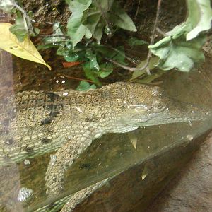 Tiger River - Australian Freshwater Crocodile