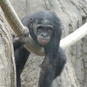 Gorilla Tropics - Bonobo