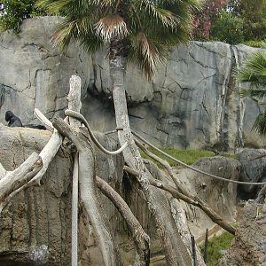 Gorilla Tropics - Bonobo Exhibit