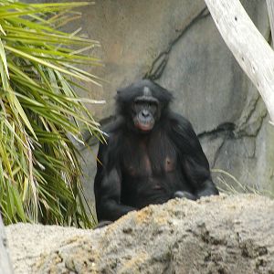 Gorilla Tropics - Bonobo