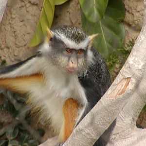 Monkey Trails and Forest Tales - Wolf's Guenon