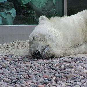 Polar Bear Plunge - Polar Bear