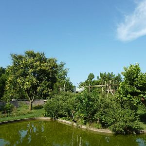 Chimpanzee Connection