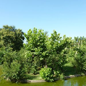 Chimpanzee Connection