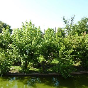 Chimpanzee Connection