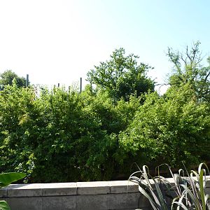 Chimpanzee Connection