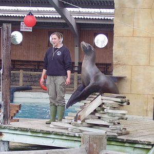 Sealion Show 1