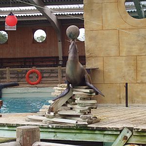 Sealion Show 2