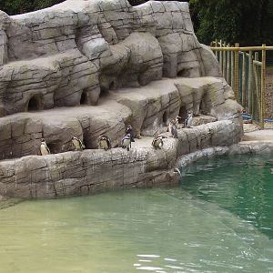 New Penguin Pool