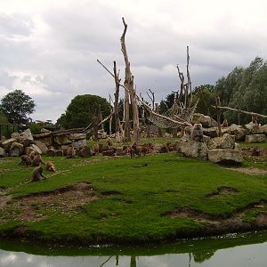 Baboon Island