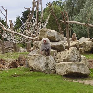 Baboon Island