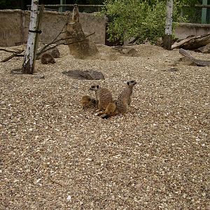 Meerkat Family