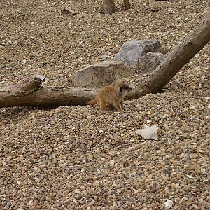 Baby Meerkat