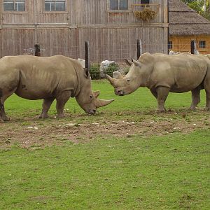 Rhinos