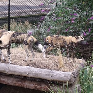 African Wild Dogs