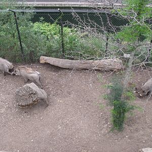 Warthogs