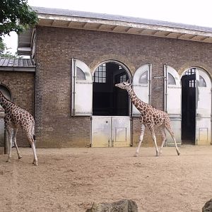 Giraffes