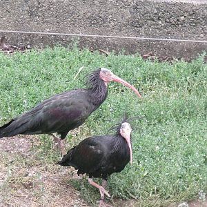 Northern Bald Ibis