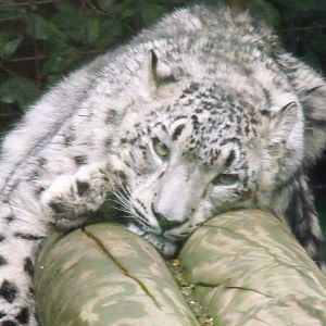 Snow Leopard