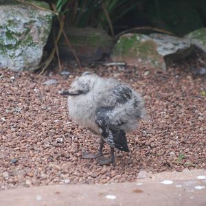Young grey gull?