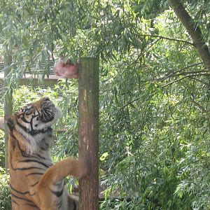 padang the male sumatran tiger climbing for his food
