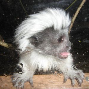 cotton top tamarin
