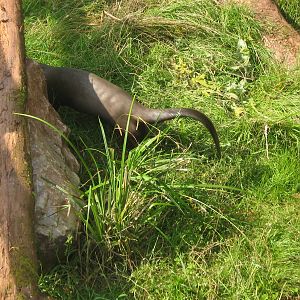 tupi(f)giant otter