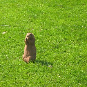 prarie marmot