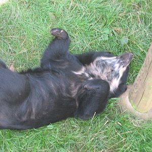 zamora(f)spectacled bear